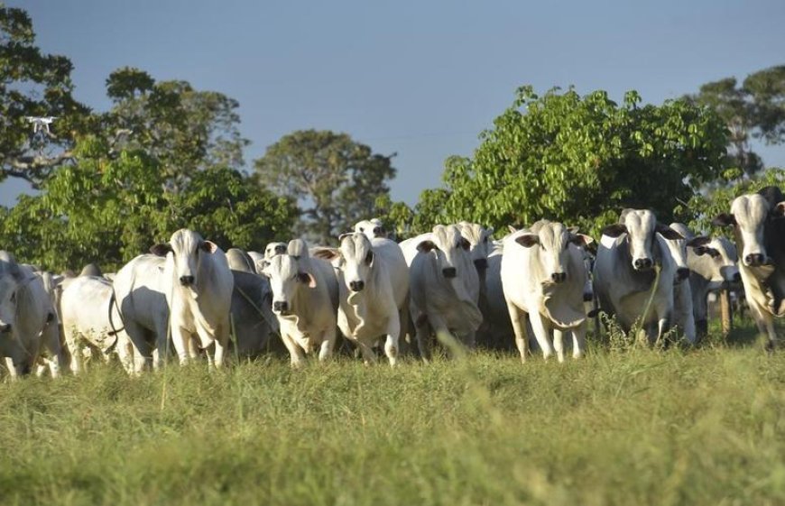 Preço do boi gordo permanece estável após feriado prolongado